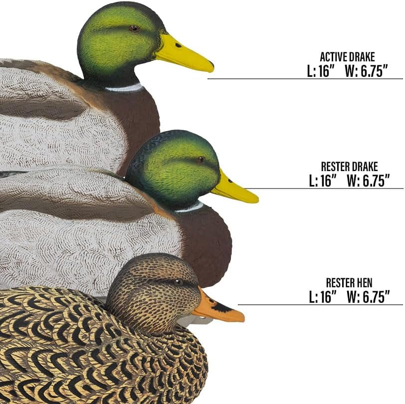 Legacy Magnum Mallard Duck Decoys for Waterfowl Hunting | Durable Ultra Realistic Foam Filled Decoys | 2 Active & 2 Rester Drakes & 2 Rester Hens | Flocked Heads or Non-Flocked | 6Pk