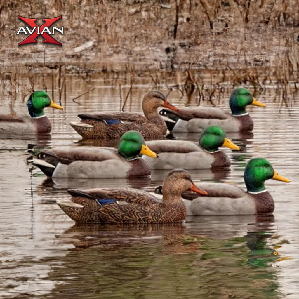 Avian X Topflight Realistic Open Water Mallard Duck Decoys with Weight-Forward Swim Keel Set of 6 (Multicolor)