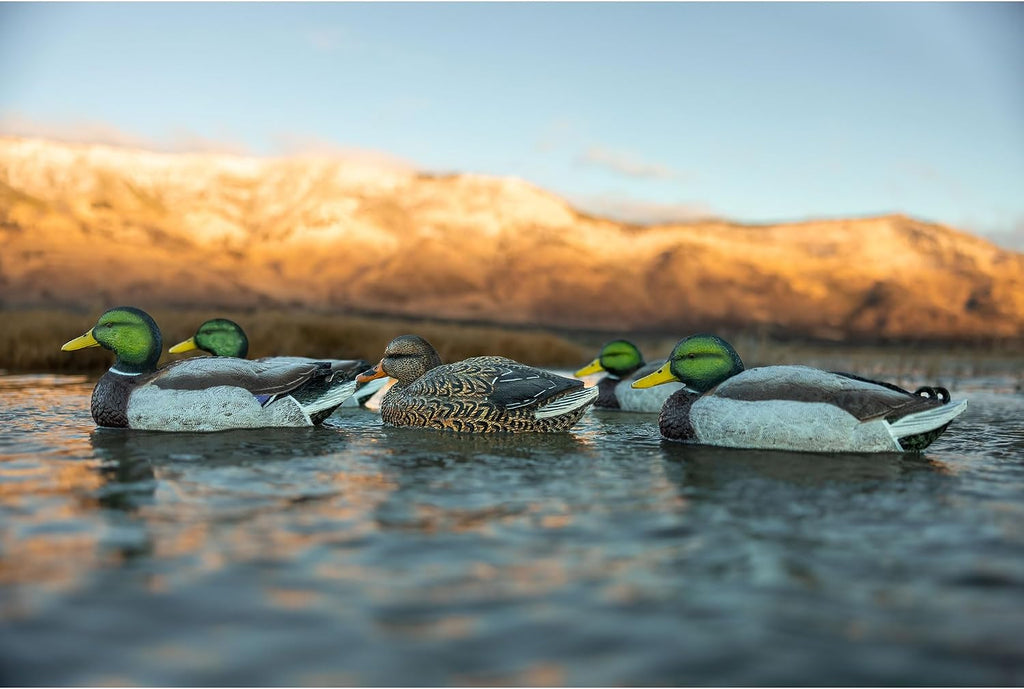 Legacy Magnum Mallard Duck Decoys for Waterfowl Hunting | Durable Ultra Realistic Foam Filled Decoys | 2 Active & 2 Rester Drakes & 2 Rester Hens | Flocked Heads or Non-Flocked | 6Pk